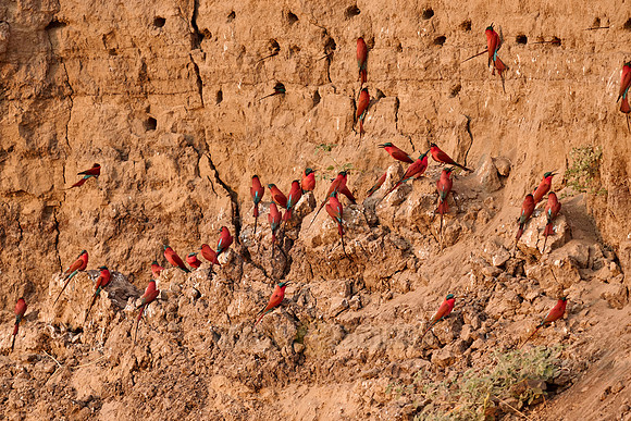 Kolonie Karminspinte (Merops nubicus) |southern carmine bee-eater (Merops nubicoides)|