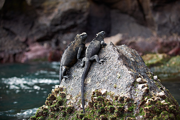 Marine Iguana, Amblyrhynchus cristatus