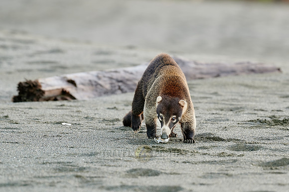 White-nosed Coati plunders nest with turtle eggs