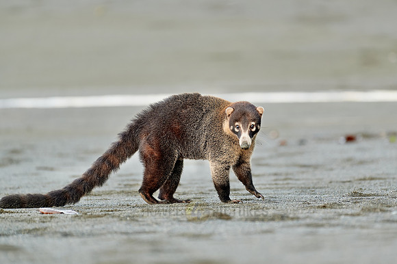 White-nosed Coati plunders nest with turtle eggs