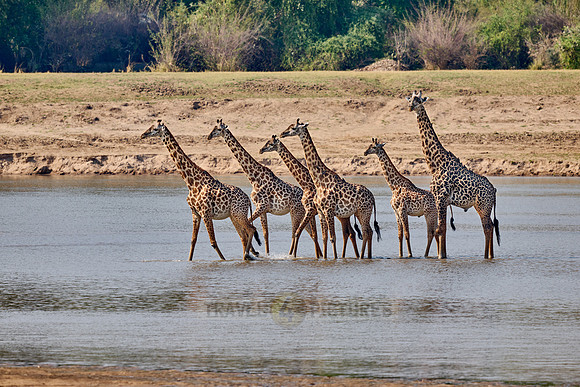 Thornicroft's giraffe (Giraffa camelopardalis thornicrofti)