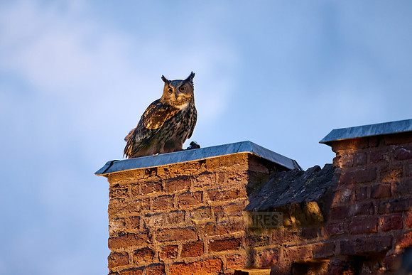 Eurasian eagle-owl (Bubo bubo) with prey on a roof