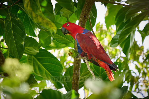 Papuan eclectus, red-sided eclectus or New Guinea eclectus, Eclectus roratus