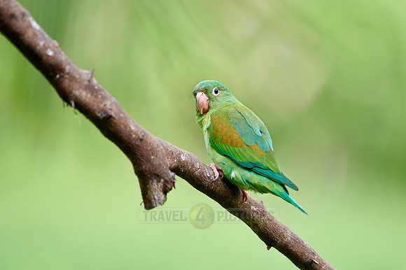 orange-chinned parakeet (Brotogeris jugularis)