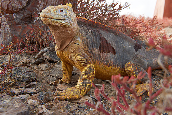 Galapagos Land Iguana