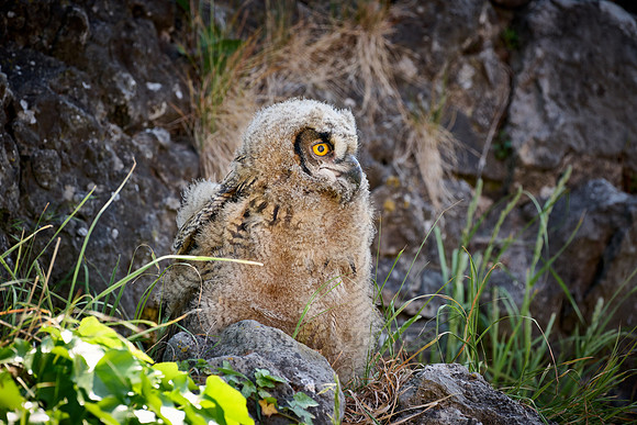 Eurasian eagle-owl (Bubo bubo), youngster on a rock