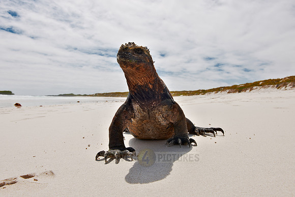 Marine Iguana, Amblyrhynchus cristatus