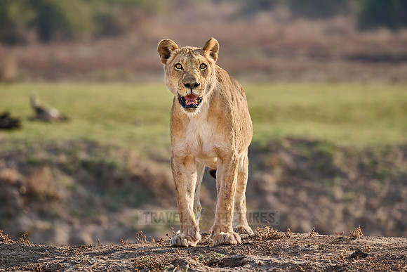 lioness (Panthera leo)