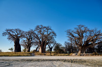 Baines Baobabs