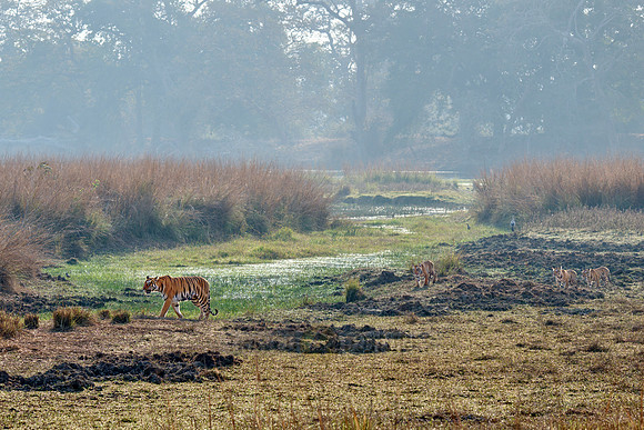 Bengal tiger (Panthera tigris tigris) mother with three walking cubs,