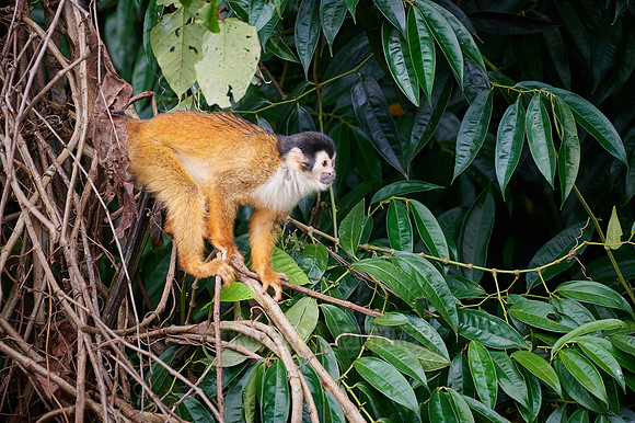 Central American squirrel monkey or red-backed squirrel monkey
