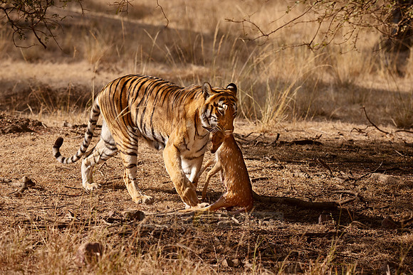 Tiger with prey in mouth