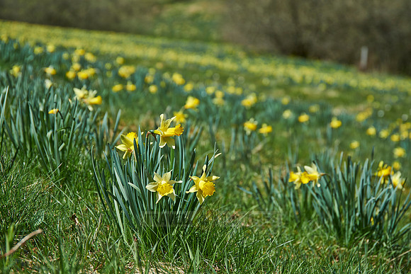 wild yellow Narcissus  or Daffodils (Narcissus pseudonarcissus)