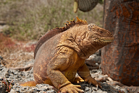 Galapagos Land Iguana