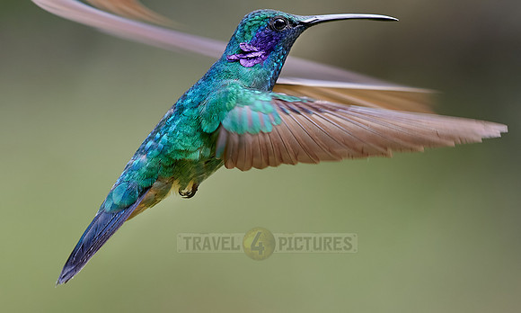 lesser violetear (Colibri cyanotus)