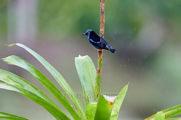 red-legged honeycreeper (Cyanerpes cyaneus)