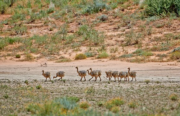ostrich chicks
