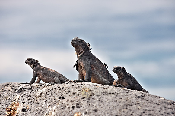 Marine Iguana, Amblyrhynchus cristatus