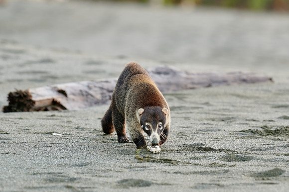 White-nosed Coati plunders nest with turtle eggs