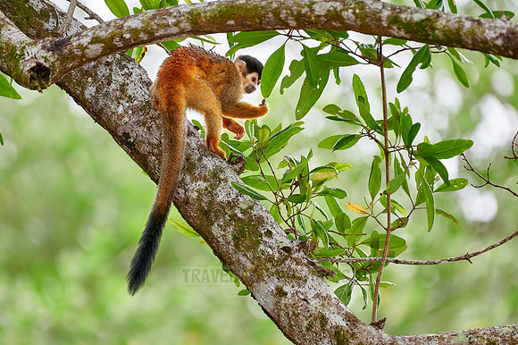 Central American squirrel monkey or red-backed squirrel monkey
