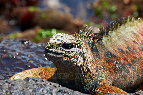 Marine Iguana, Amblyrhynchus cristatus