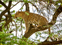 Leopard (Panthera pardus)