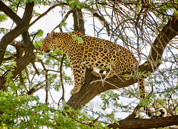 Leopard (Panthera pardus)