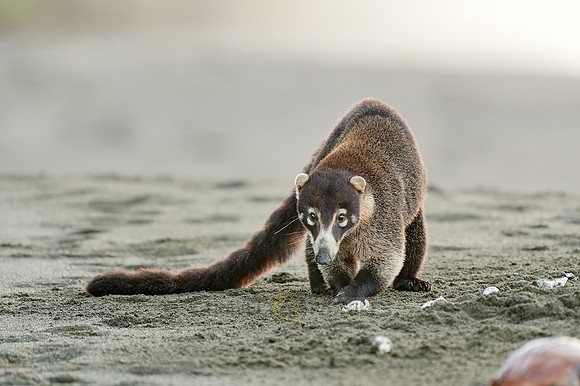 White-nosed Coati plunders nest with turtle eggs