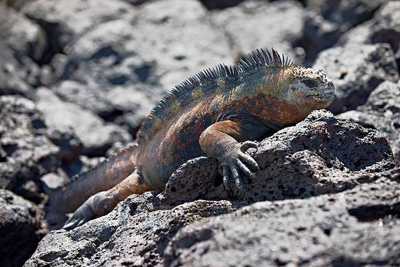Marine Iguana, Amblyrhynchus cristatus