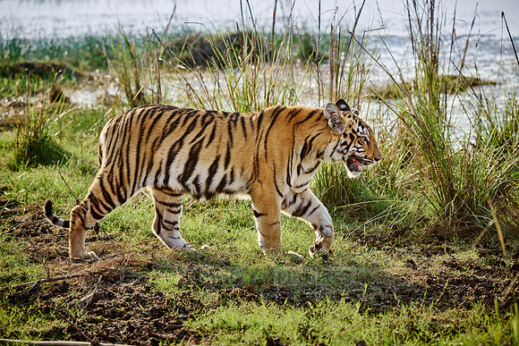 Bengal tiger cub (Panthera tigris tigris)
