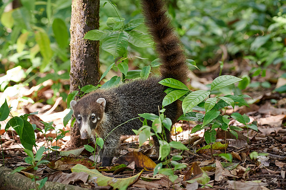 young White-nosed Coati, Nasua narica