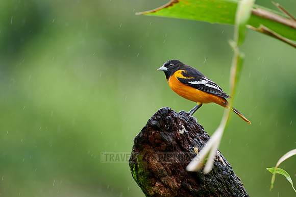 Male Baltimore Oriole (Icterus galbula)