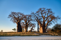 Baines Baobabs