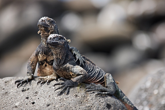 Marine Iguana, Amblyrhynchus cristatus