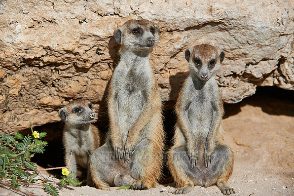 meerkat or suricate, Suricata suricatta