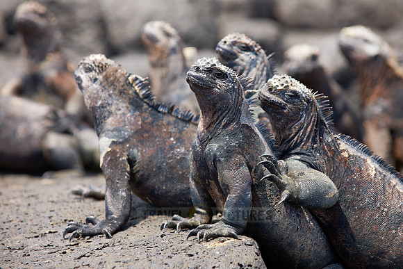 Marine Iguana, Amblyrhynchus cristatus