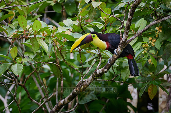 chestnut-mandibled toucan or Swainson's toucan