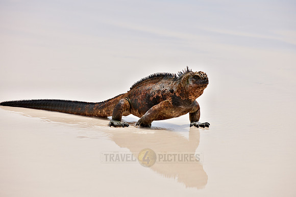 Marine Iguana, Amblyrhynchus cristatus