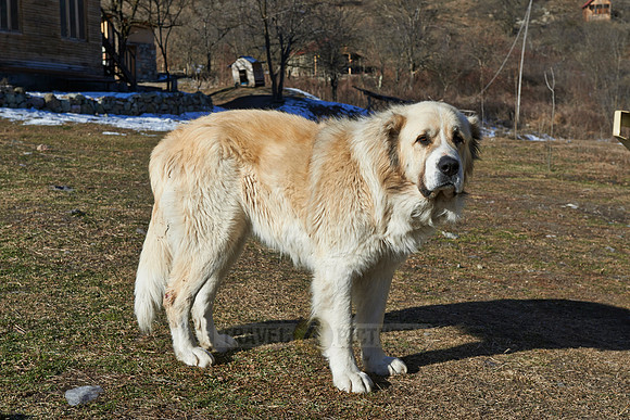 caucasian sheepdog