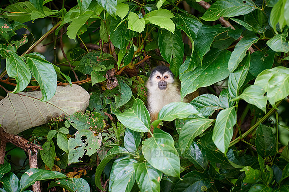 Central American squirrel monkey or red-backed squirrel monkey