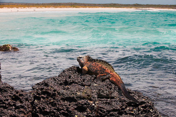 Marine Iguana, Amblyrhynchus cristatus
