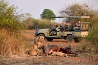 tourists in a safari car watching a pride of lioness (Panthera leo) at buffalo kill