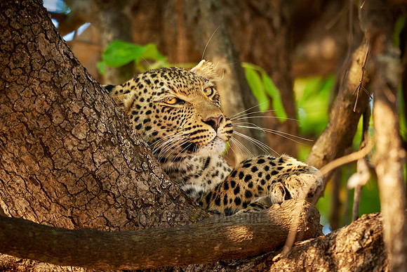 portrait of a young African leopard