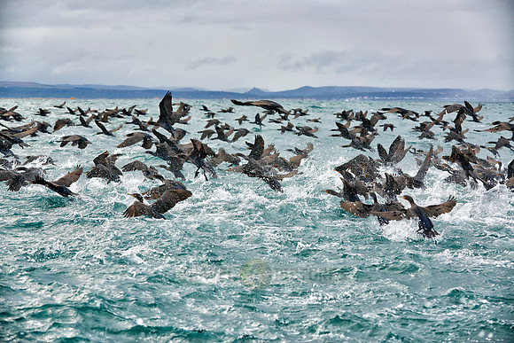 huge swarm of cormorants in Mossel Bay
