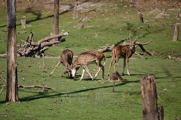 Spotted Deer or Chital (Axis axis)