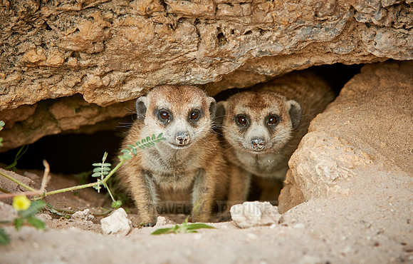 meerkat or suricate, Suricata suricatta