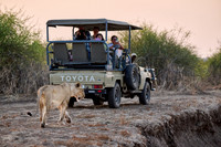 lioness (Panthera leo) passing safari car