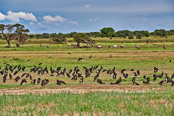 Abdim's Stork and Oyx antelopes