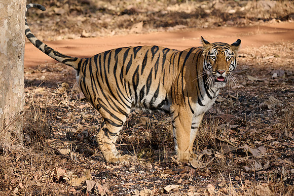 Bengal tiger (Panthera tigris tigris)