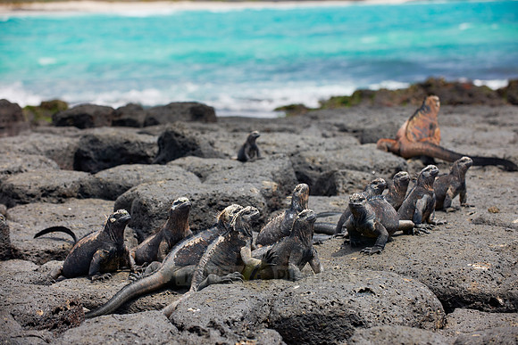 Marine Iguana, Amblyrhynchus cristatus